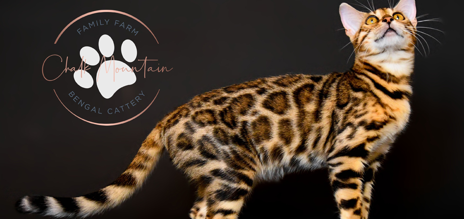 Bengal Kittens for sale near me